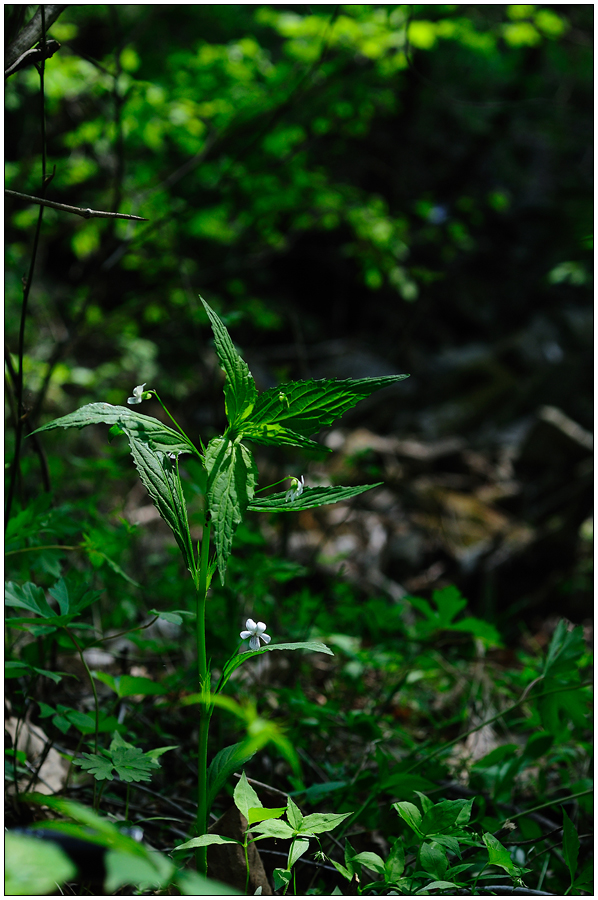 DSC_3322.jpg