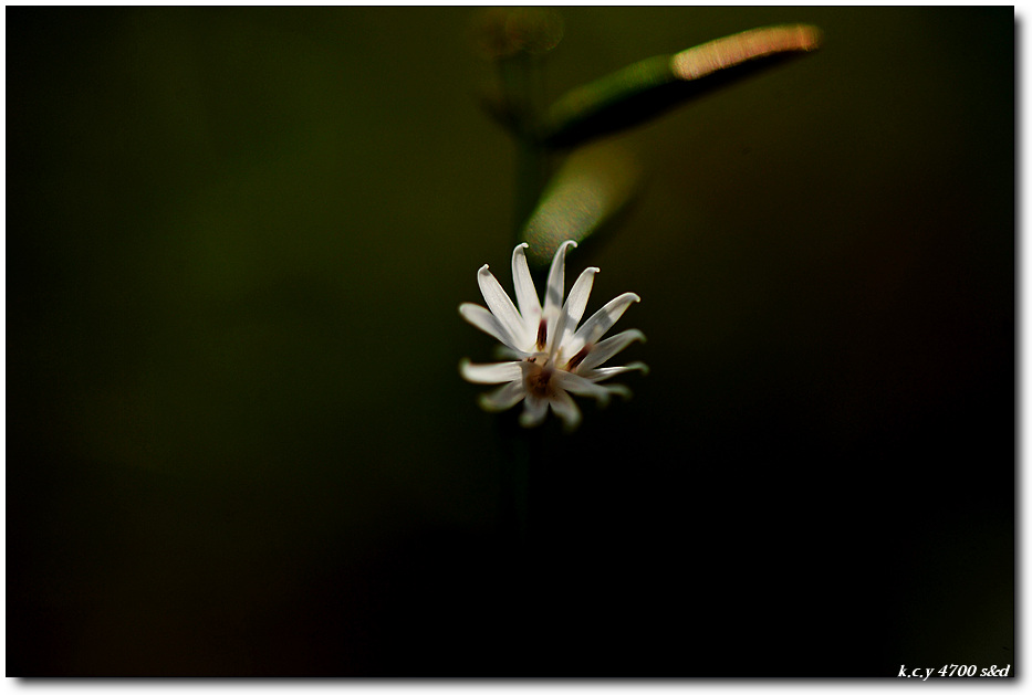 KCY_3558.jpg