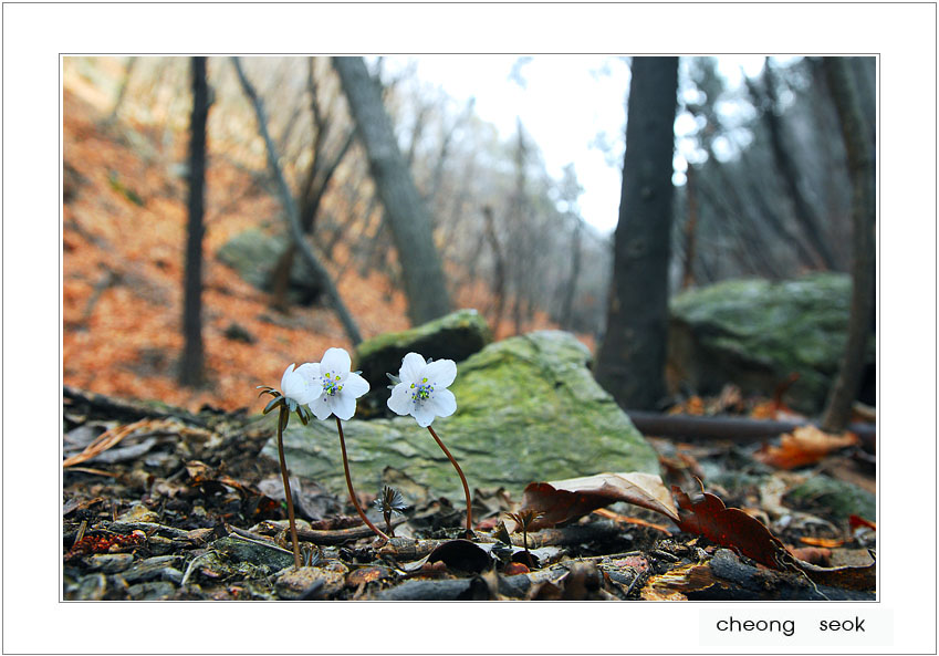 변산바람꽃.jpg