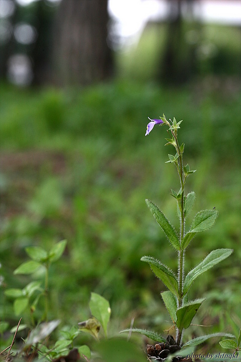 QH3S6421.jpg