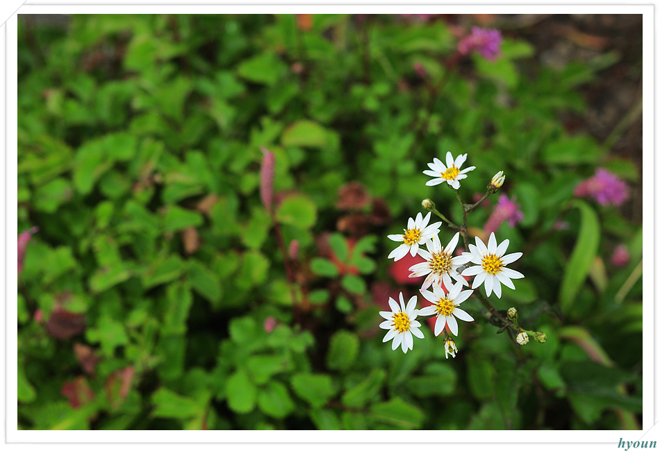 참취_1522.jpg