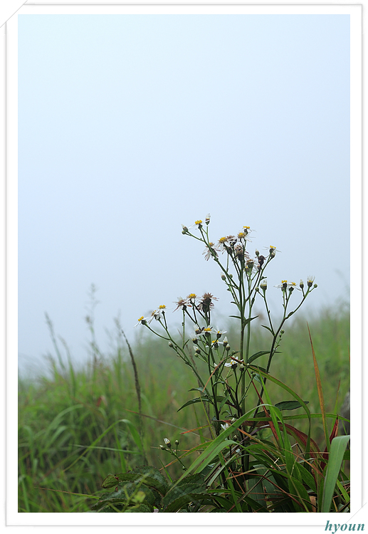 참취_0536.jpg