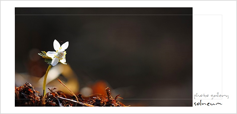 16-04 kumoM(160319)1198cin60s.JPG