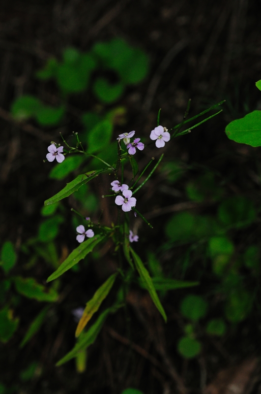 DSC_5104.JPG