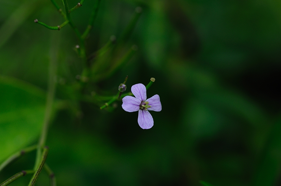 DSC_4477.JPG
