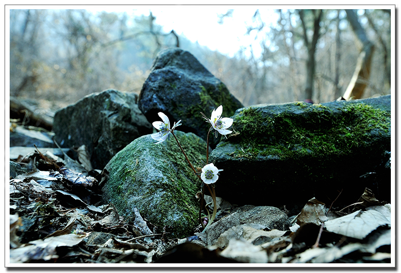 변산바람꽃5.jpg