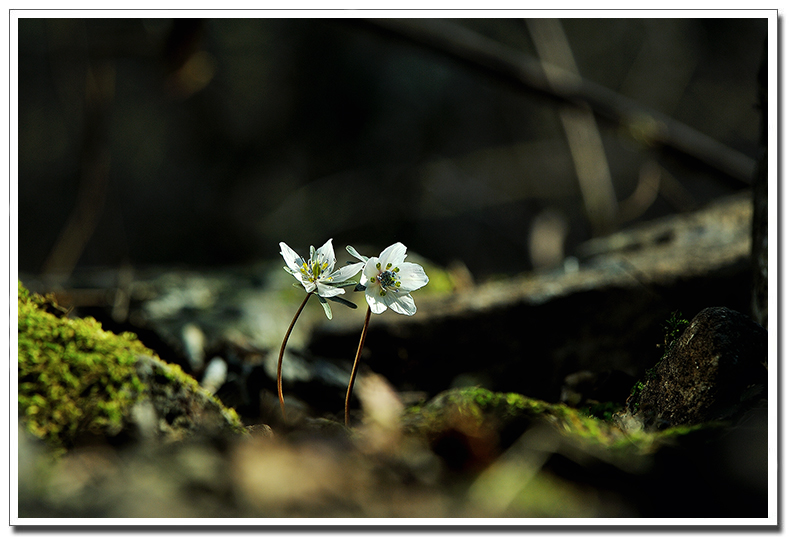 변산바람꽃6.jpg
