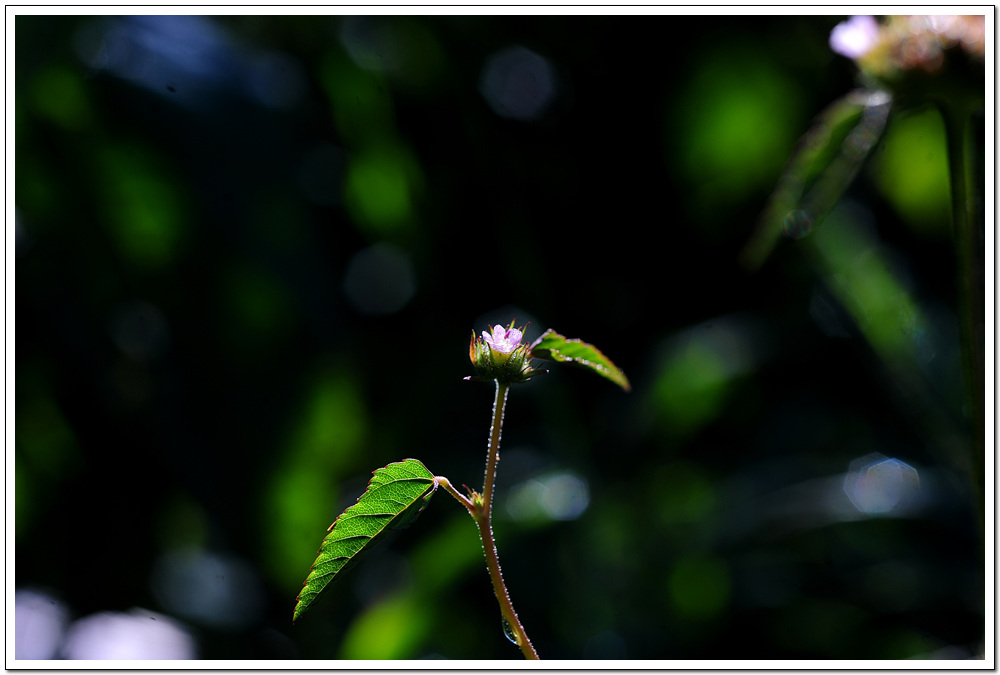 DSC_0980.jpg