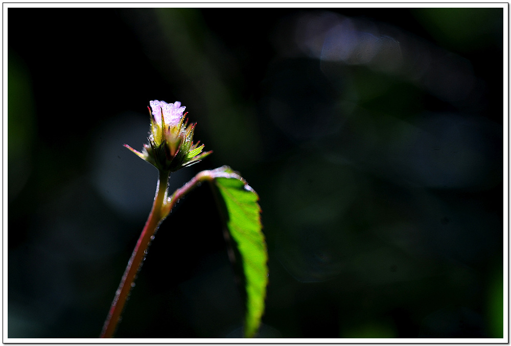 DSC_0979.jpg
