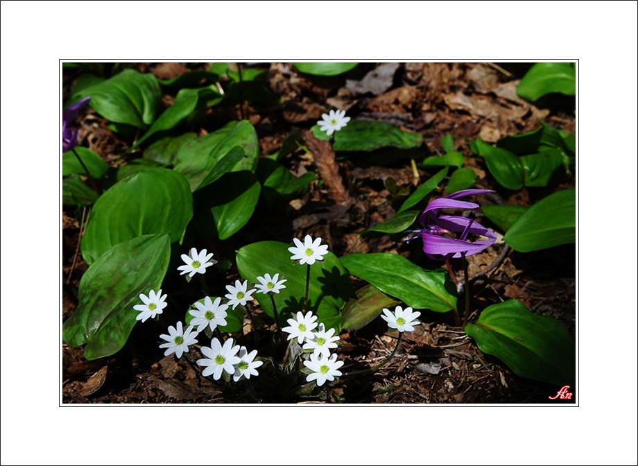 DSC_2986 사본1.jpg