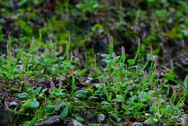 DSC_0473-1.jpg