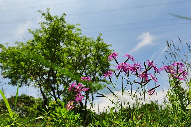 DSC_2339.JPG
