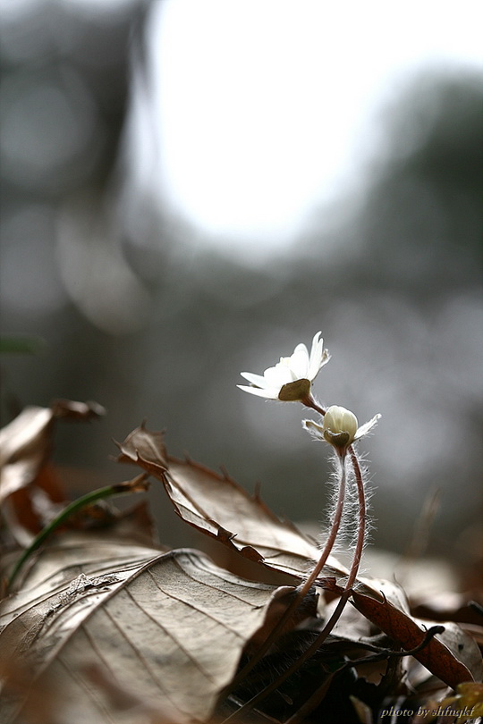 노루귀[서산]100314 (1).jpg