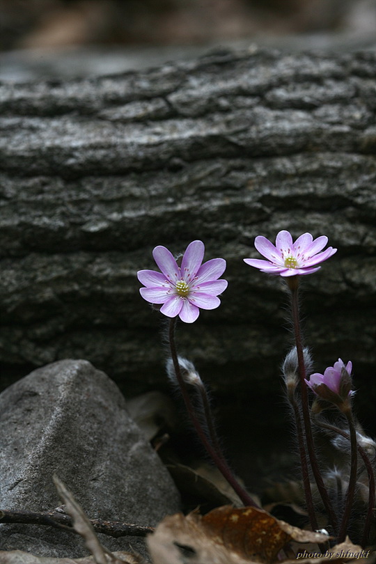 노루귀[서산]100314 (2).jpg