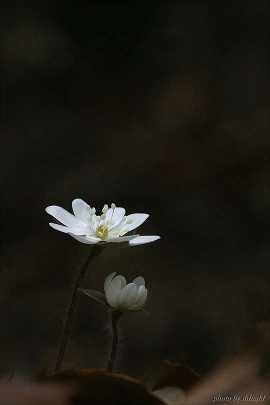 노루귀[서산]100314 (5).jpg