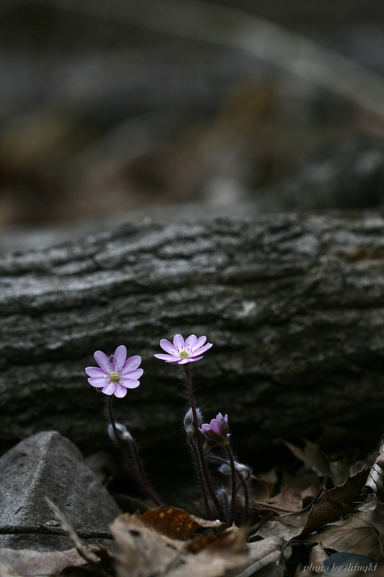 노루귀[서산]100314 (3).jpg