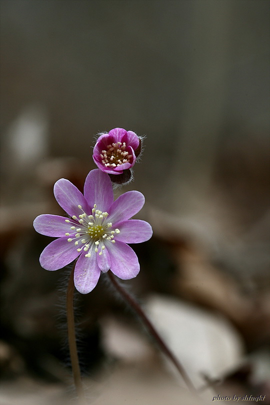 노루귀[서산]100314 (4).jpg