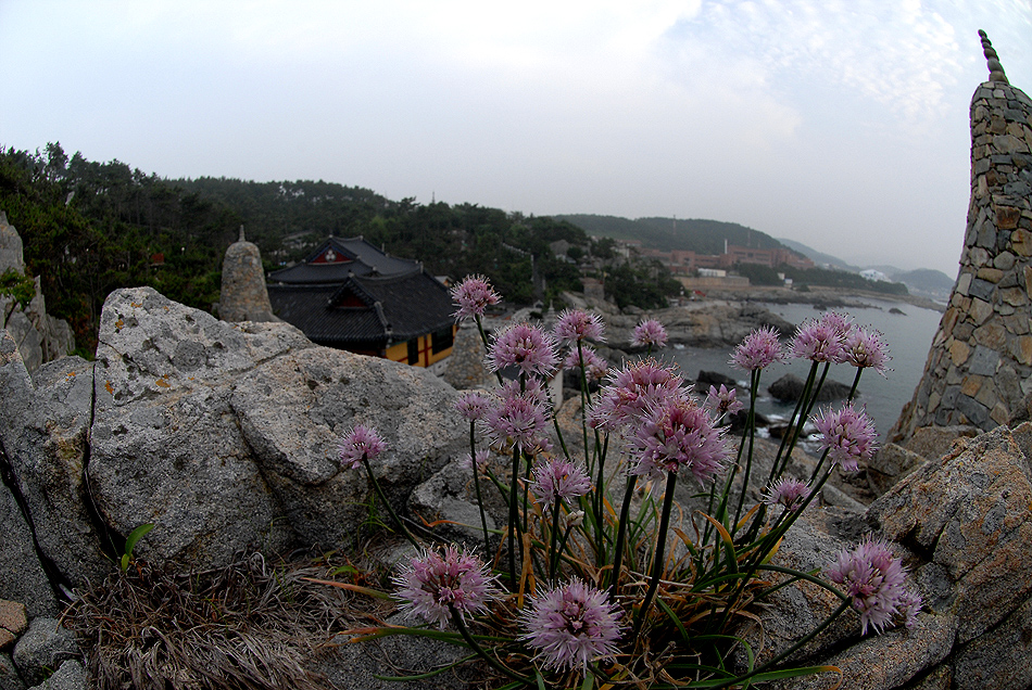돌부추10.7.10 (12).jpg