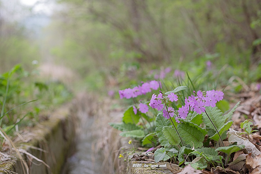 20200502-P39A7403.jpg
