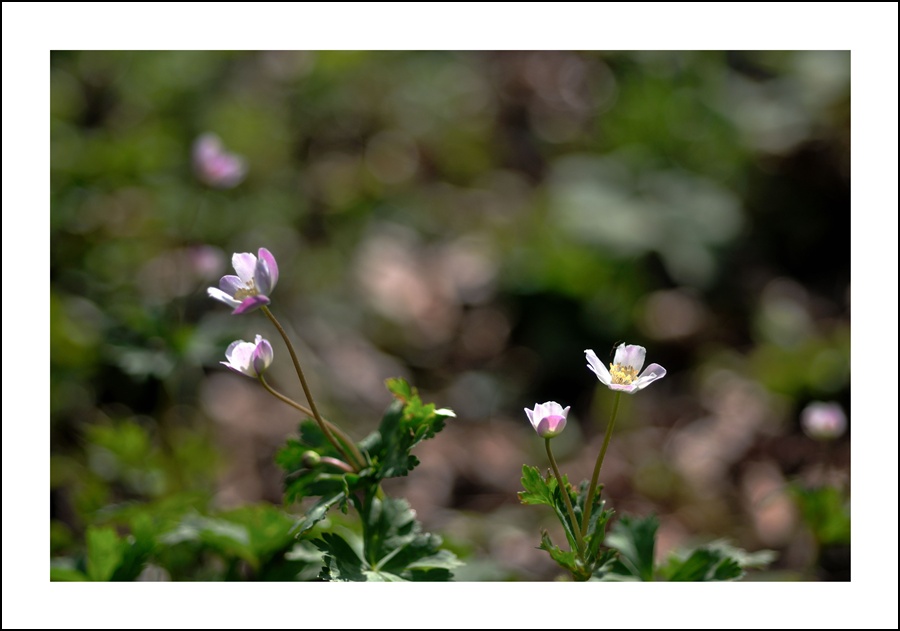 DSC_7517.jpg