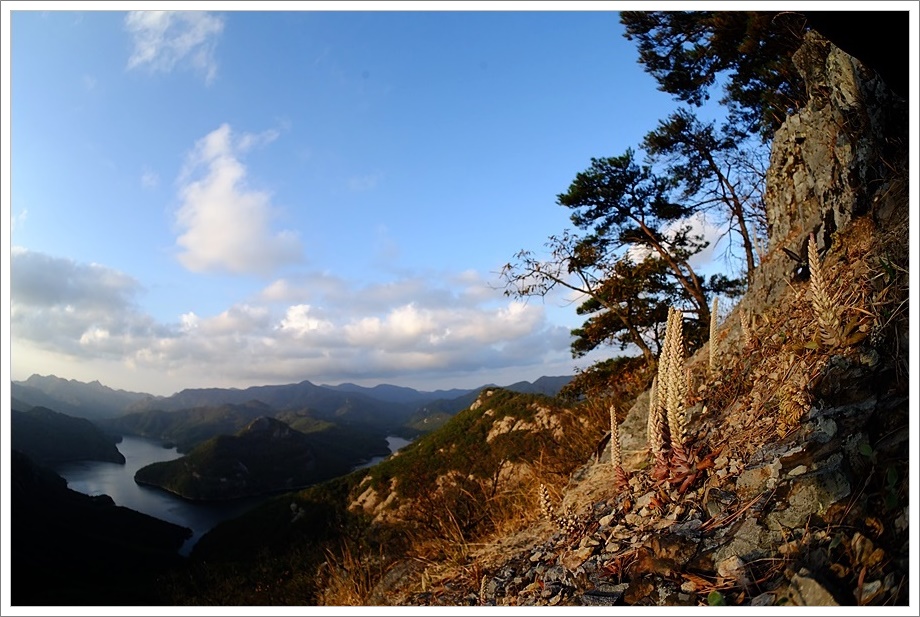 바위솔23.JPG