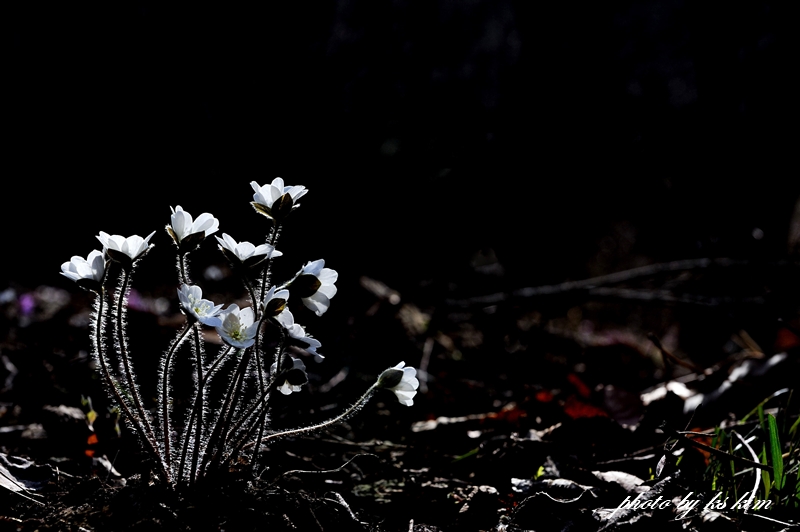 DSC_0238.jpg