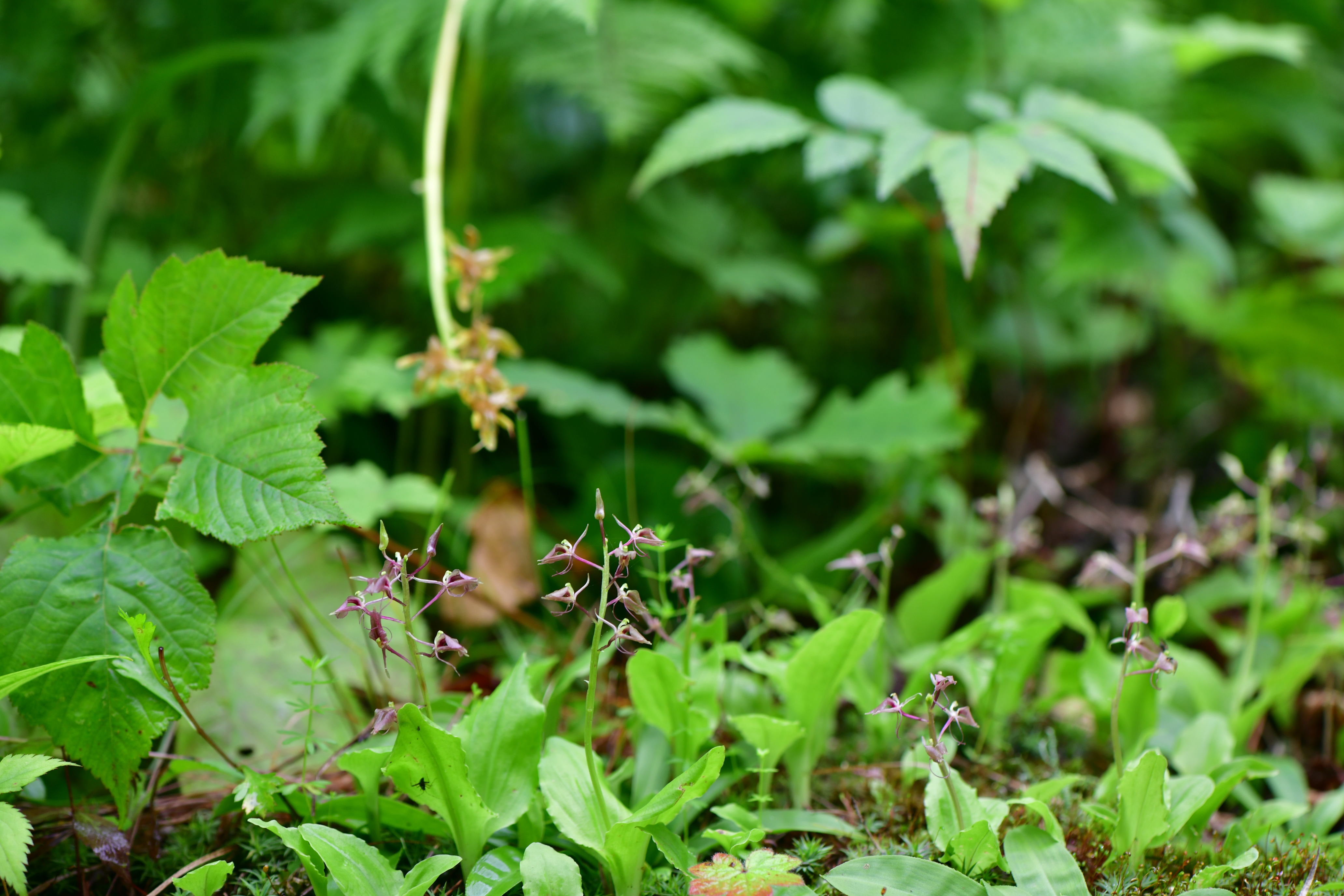 DSC_2096.JPG