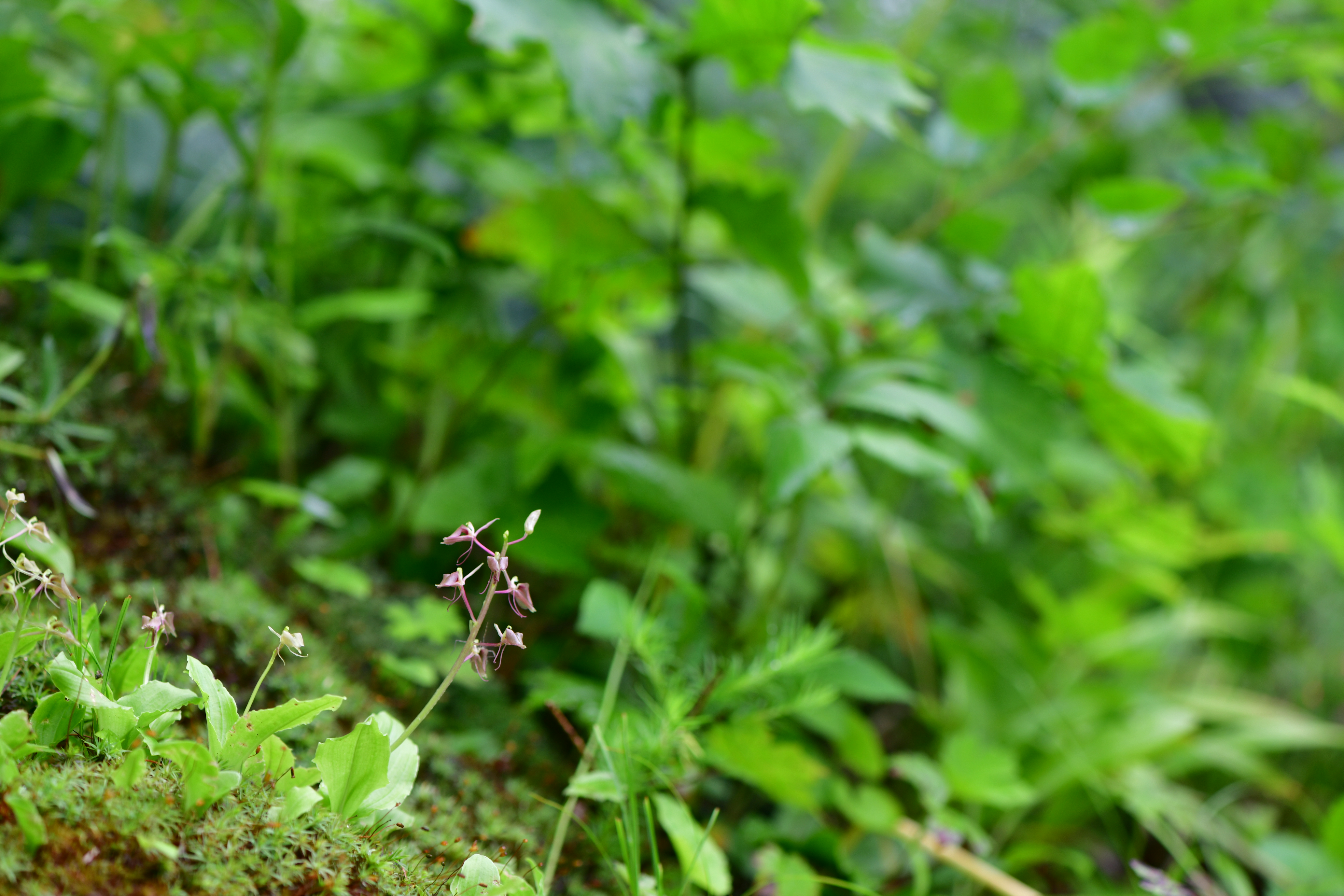 DSC_2094.JPG