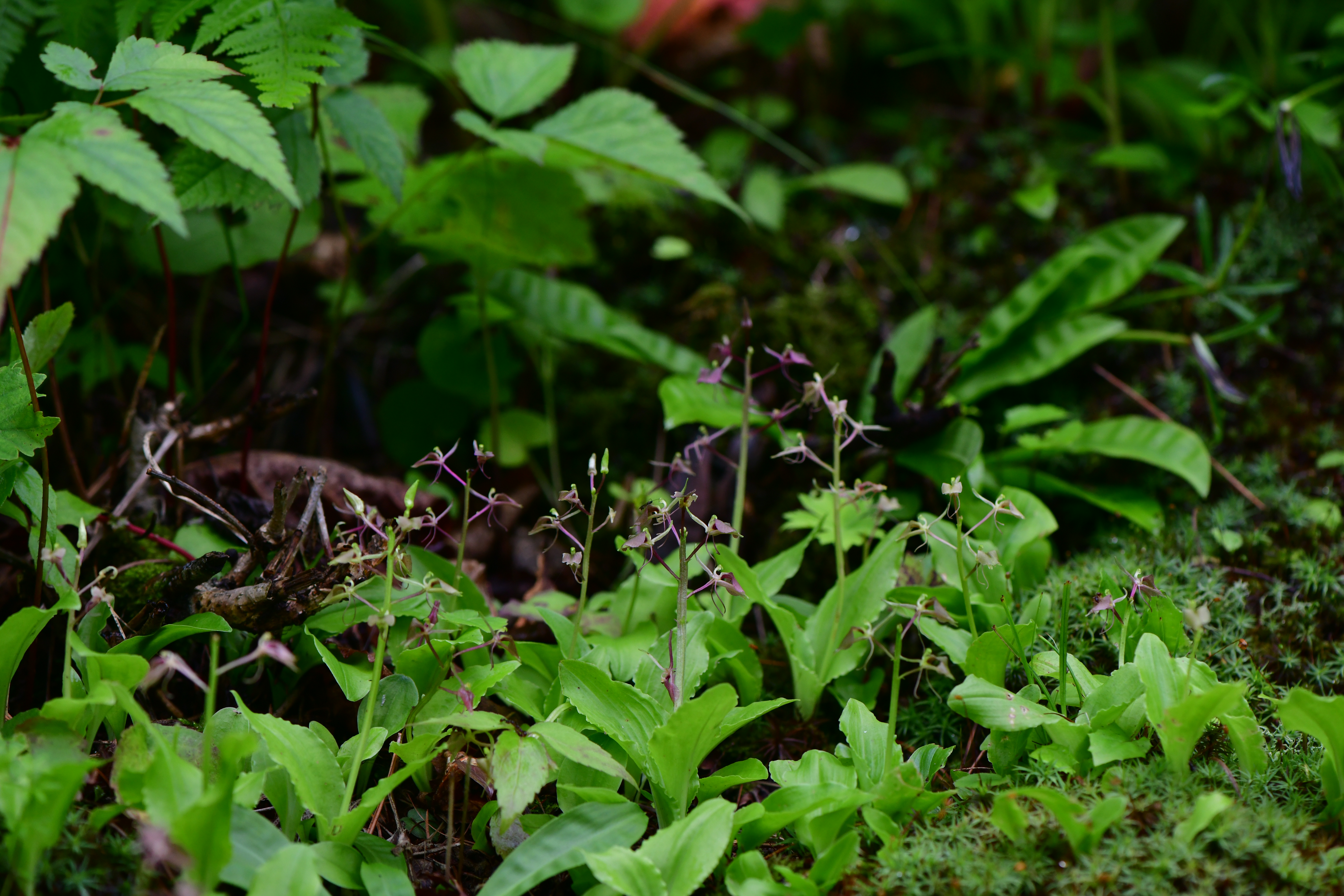 DSC_2111.JPG