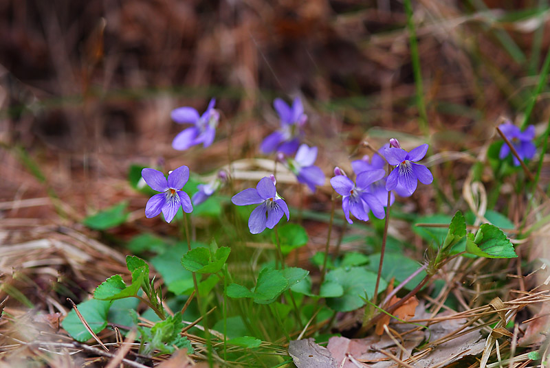 DSC_0713-1.jpg