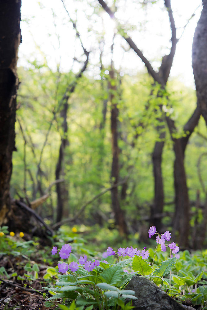 20140420_0062a-1.jpg