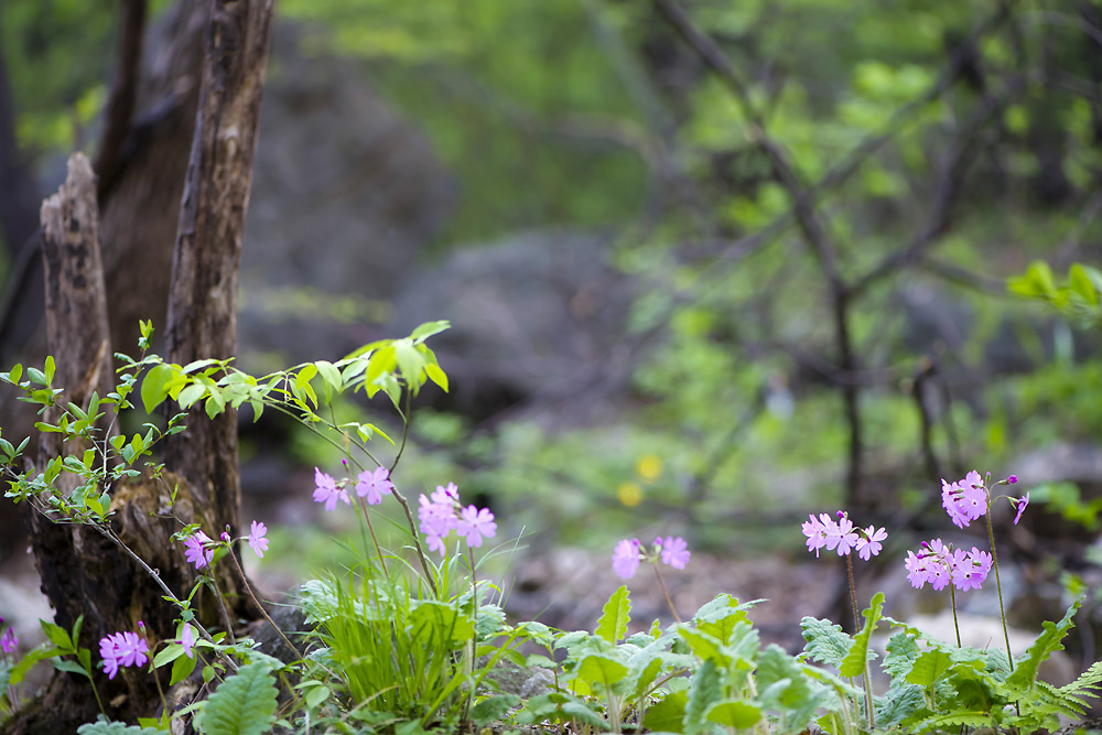 20140420_0039a-1.jpg