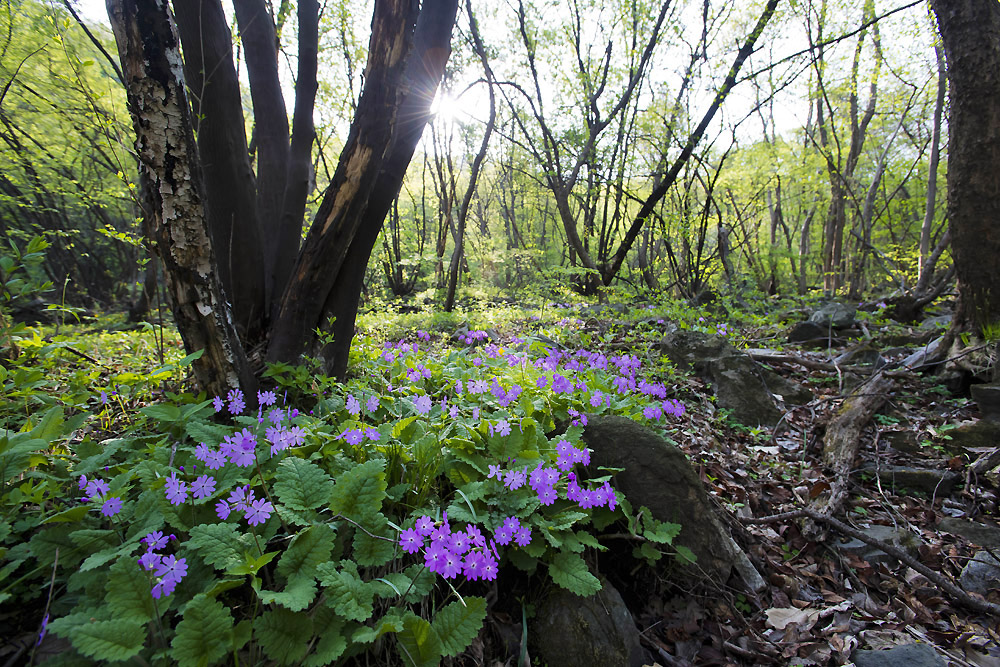 20140420_0055a-1.jpg