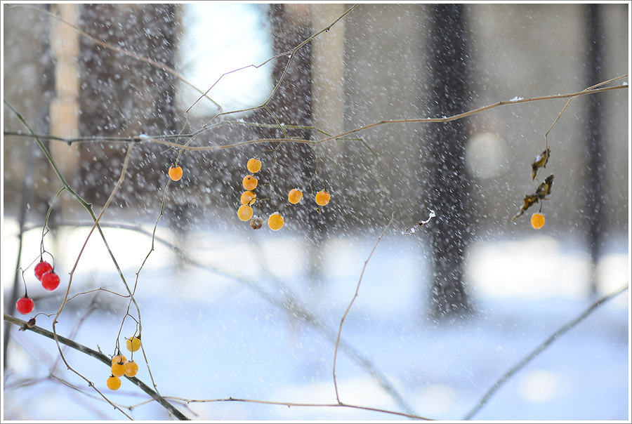 DSC_6365.jpg