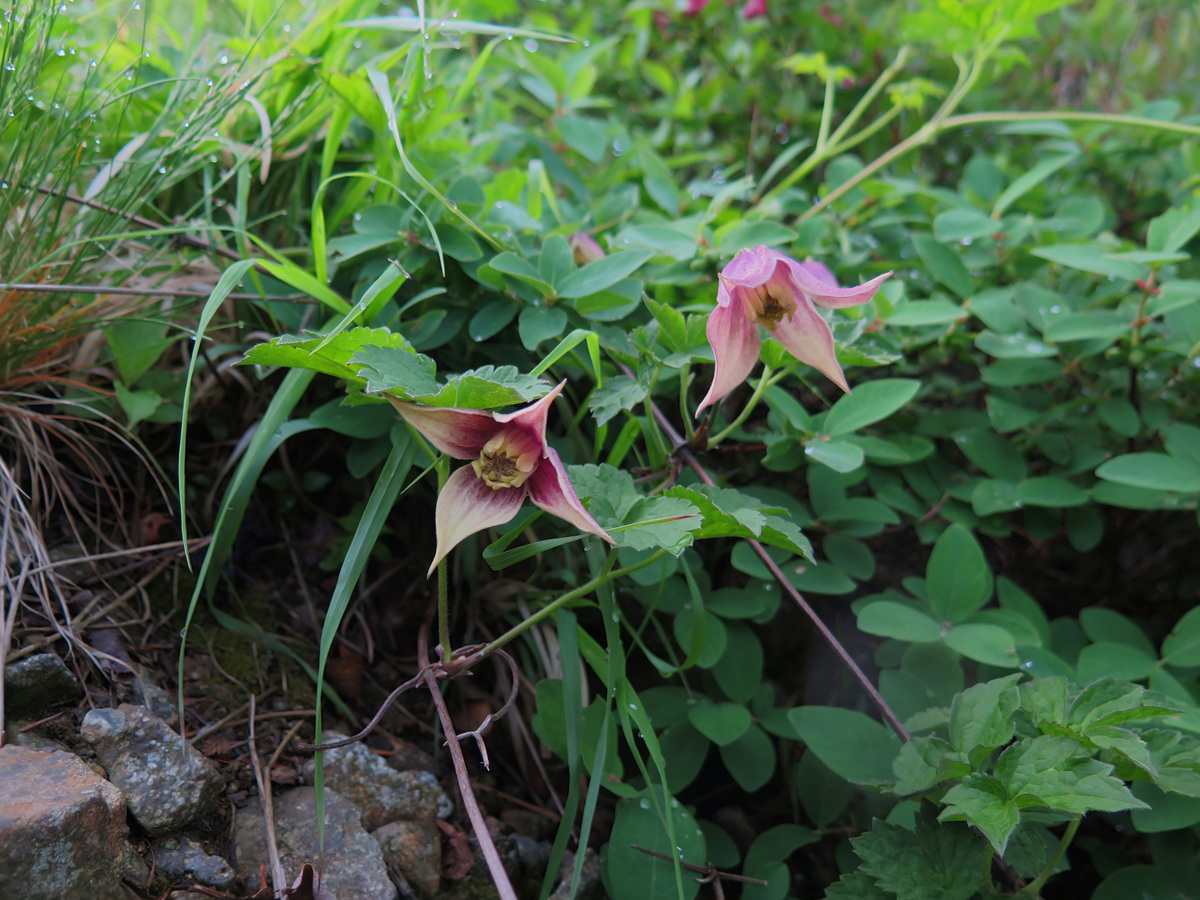 세잎종덩굴IMG_3993.jpg