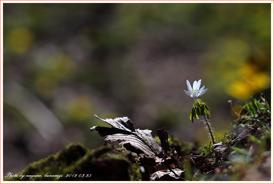 꿩의바람꽃 (3).JPG