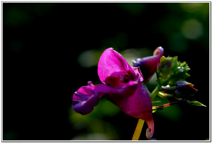 DSC_0134.jpg
