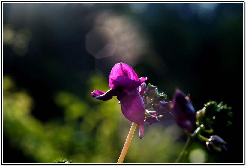 DSC_0135.jpg