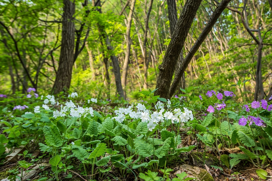 0424 보은CG4A1112.jpg