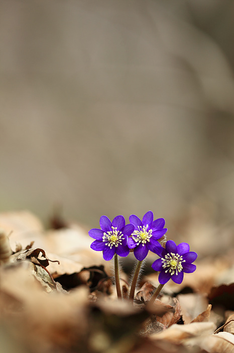 IMG_0070a.jpg