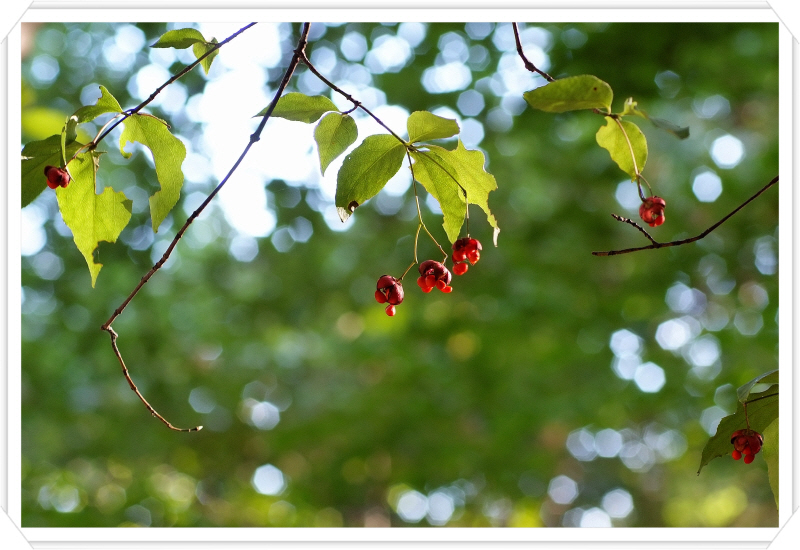 DSCF6013.JPG