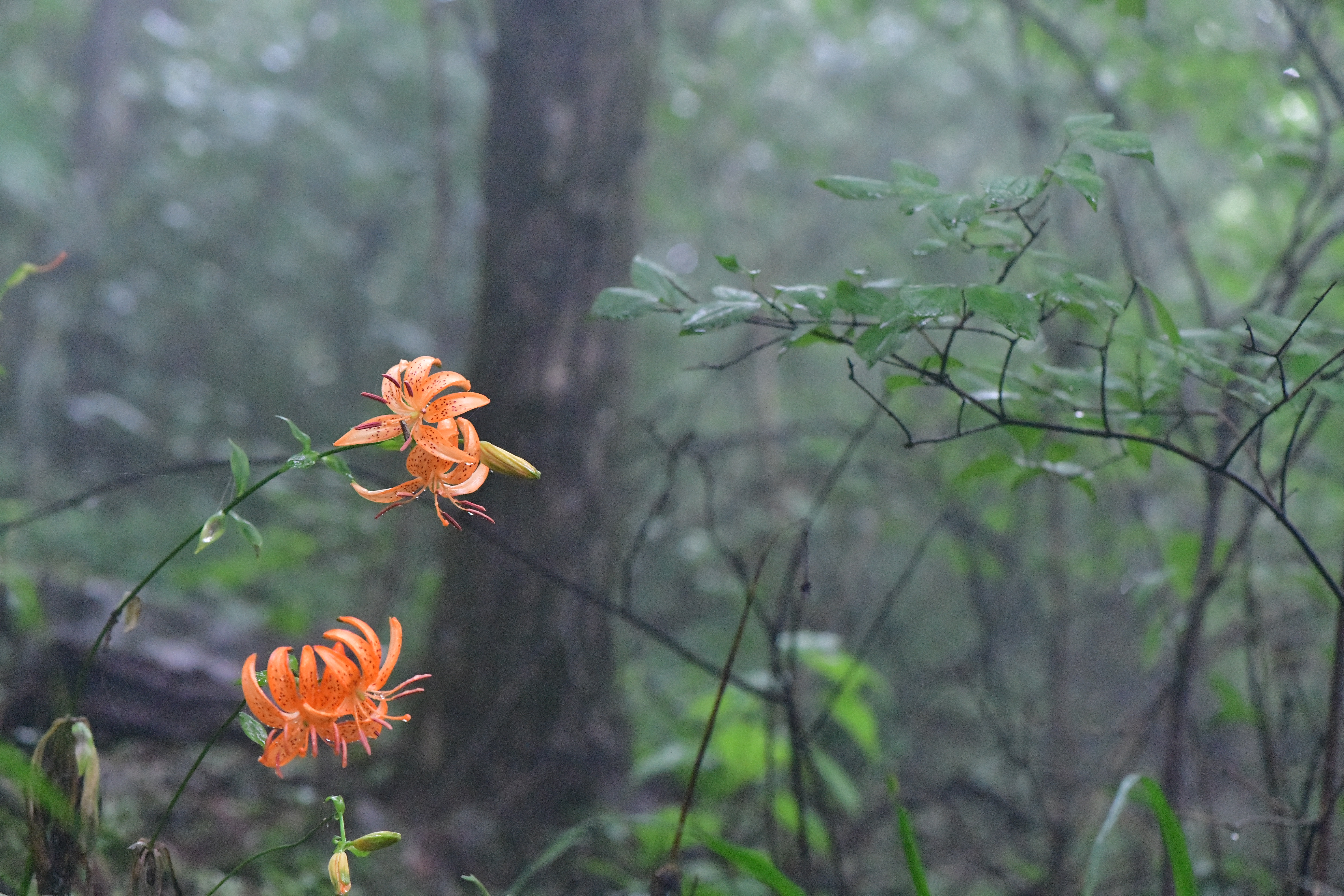 DSC_3852.JPG