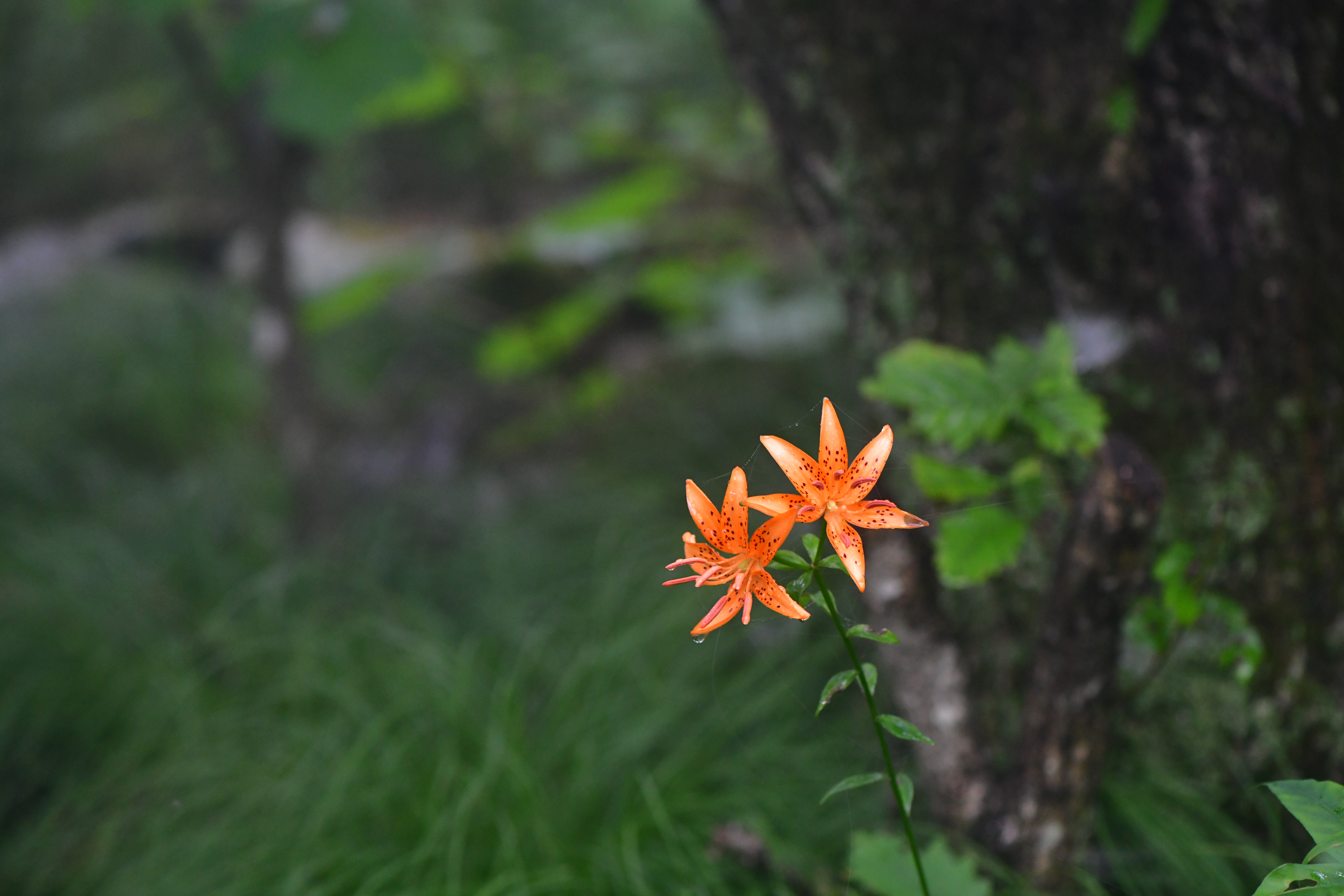 DSC_3888.JPG