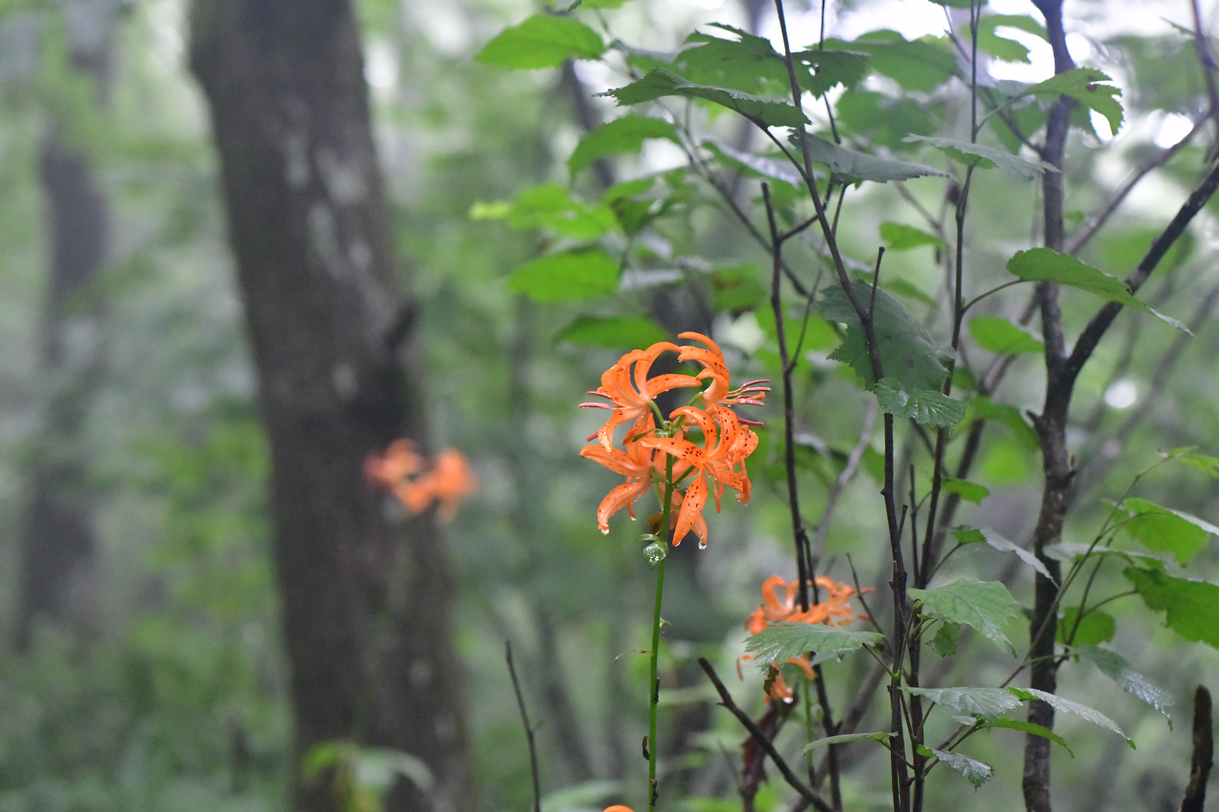 DSC_3855.JPG