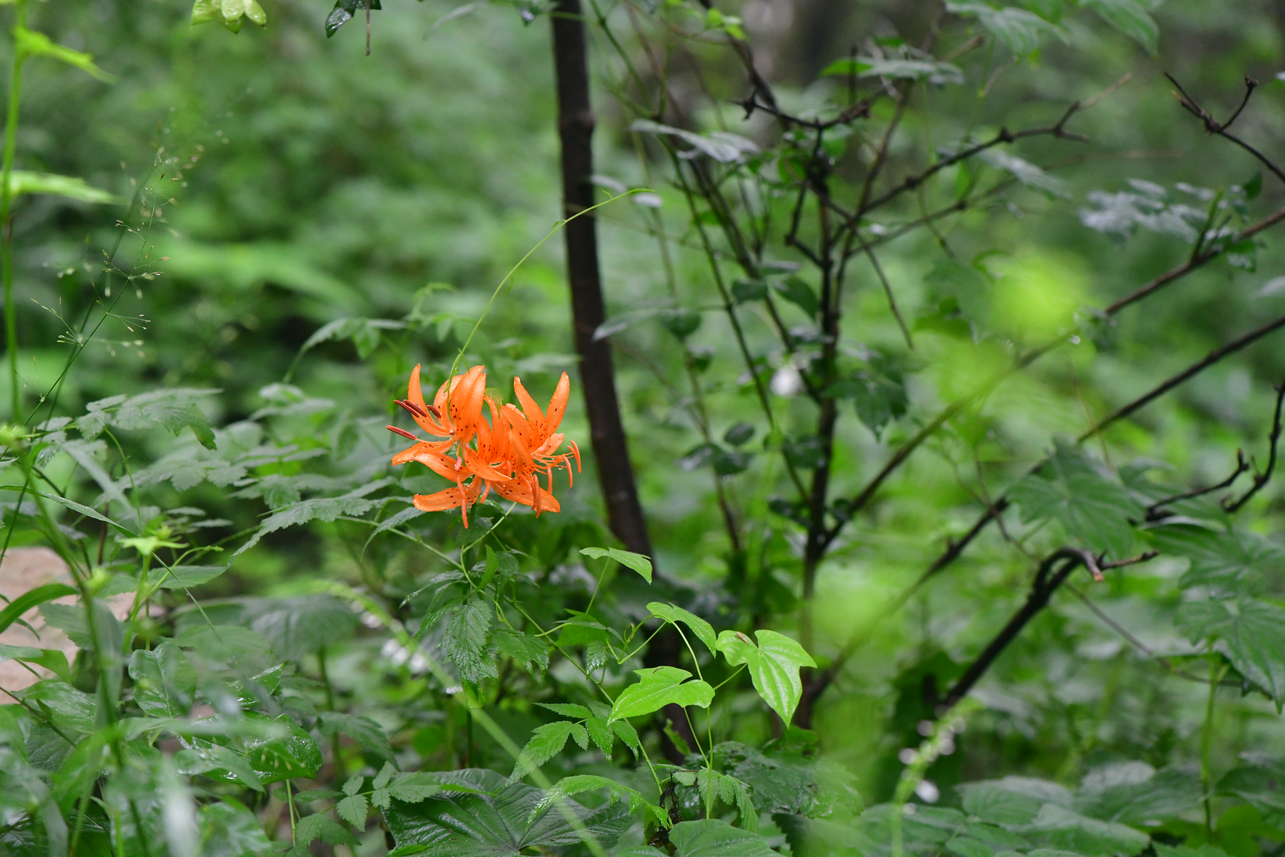 DSC_3815.JPG