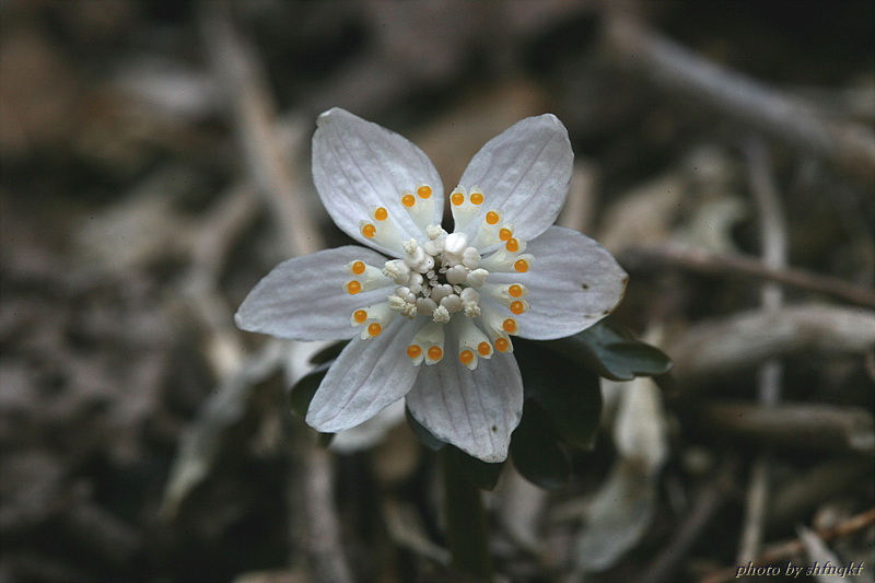 너도바람꽃[경북]0313 (14).jpg