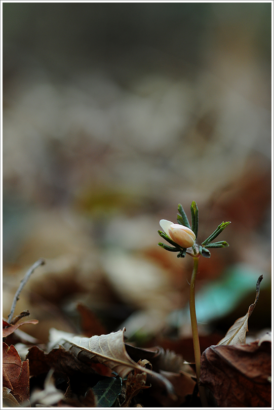 변산바람꽃 262.jpg