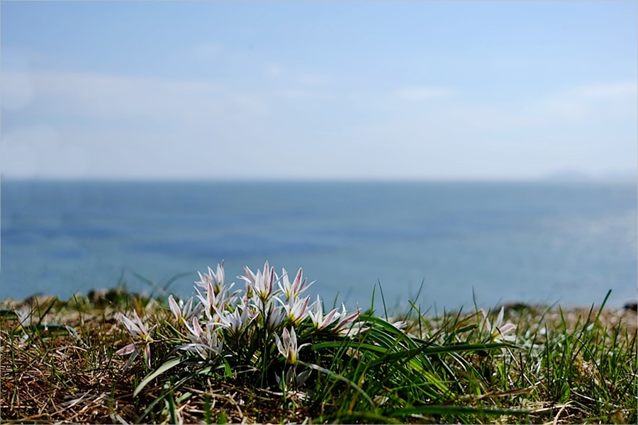 산자고49.JPG
