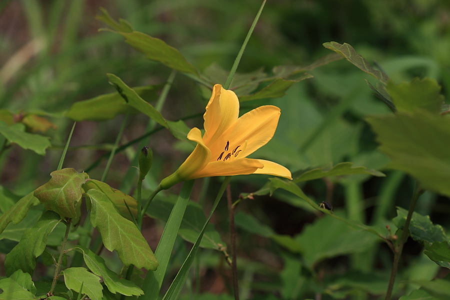 20090517_035.JPG