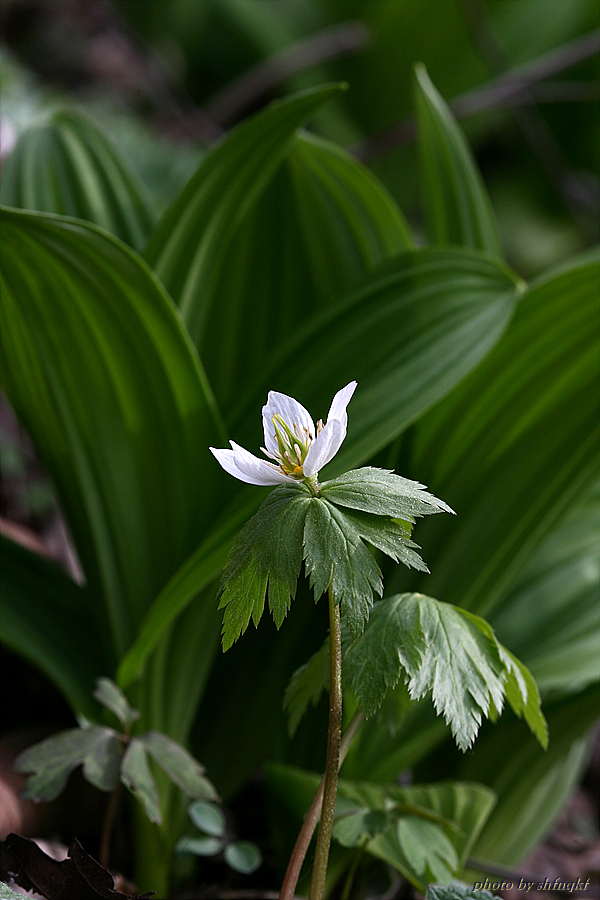 QH3S5245.jpg